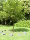 Baumbestattung mit Namen | Städtischer Friedhof Chemnitz | Friedhofs- und Bestattungsbetrieb Chemnitz